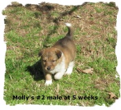 Sable and white male Border Collie