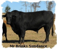 Brangus bull Mr Brinks Sundance