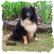 Black and white Border collie male Okee