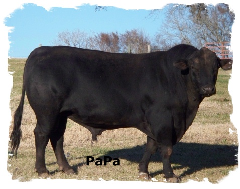 Brangus Bull "PaPa"