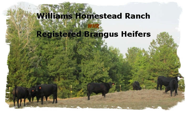 Registered Brangus Heifers out of Mr Brinks Sundance 94S