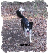 Tricolor female Border Collie Tootsie