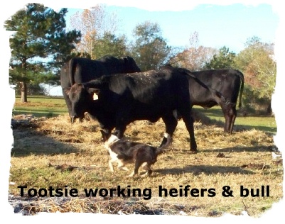 ABCA Border Collie Tootsie working some heifers and a bull