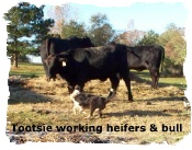 Tricolor female Border Collie Tootsie working cows