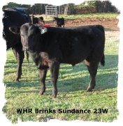 Brangus bull calf WHR Brinks Sundance