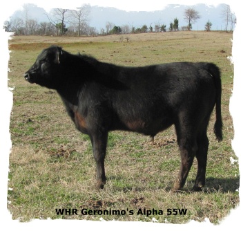 Brangus bull WHR Geronimo's Alpha 55W