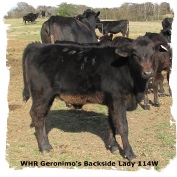 Brangus heifer WHR Geronimo's Backside Lady 114W