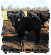 Brangus heifer WHRGeronimo's Exacto Lady 29W