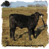 Brangus heifer WHR Geronimo's Ms BB Brinks 905W
