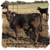 Brangus bull WHR Geronimo's Transformer 661W