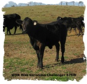 Brangus heifer WHR Miss Geronimo Challenger 675W