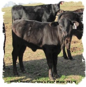 Brangus heifer WHR Ms Geronimo's First Mate 281W