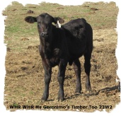 Brangus heifer WHR Geronimo's Timber Too 23W2