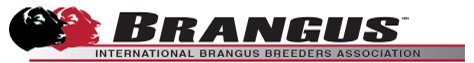 IBBA logo