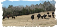 Black Brangus Cows and Calves