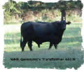 REgistered Brangus Bull WHR Geronimo's Transformer 661W