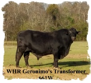 Registered Brangus bull WHR Geronimo's Transformer 661W