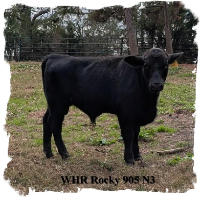 Registered Black Brangus bull