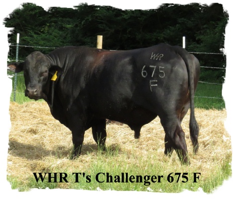 Registered Brangus Bull WHr T's Challenger